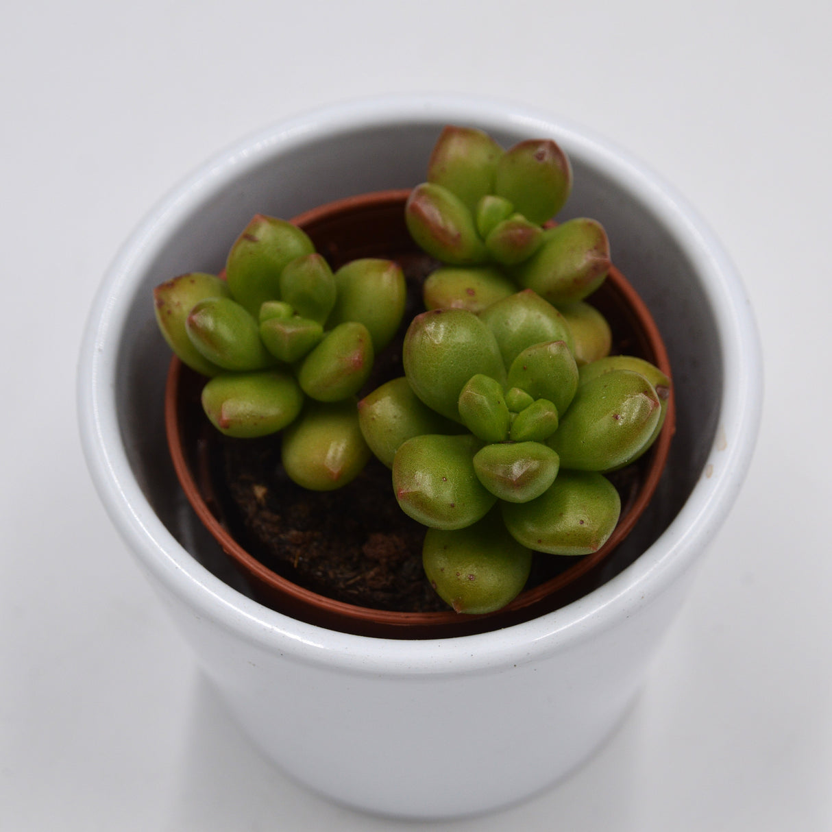 Sedum Red Coral - 5.5cm