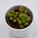 Sedum Red Coral - 5.5cm
