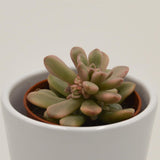 Sedum rubrotinctum f. variegata - 5.5cm