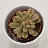 Sedum rubrotinctum f. variegata - 5.5cm