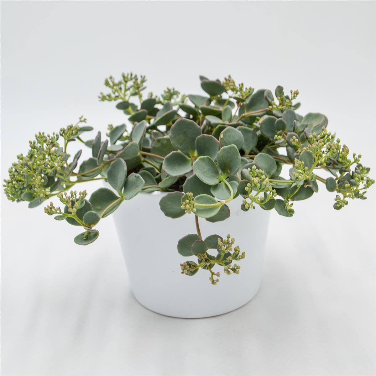 Sedum sieboldii - 12cm