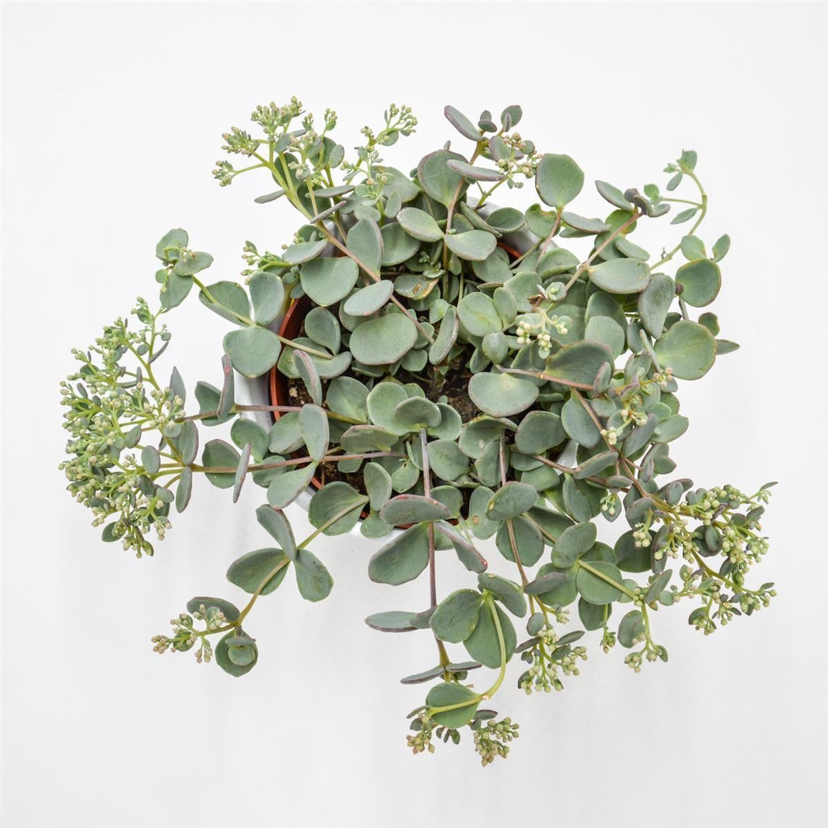 Sedum sieboldii - 12cm