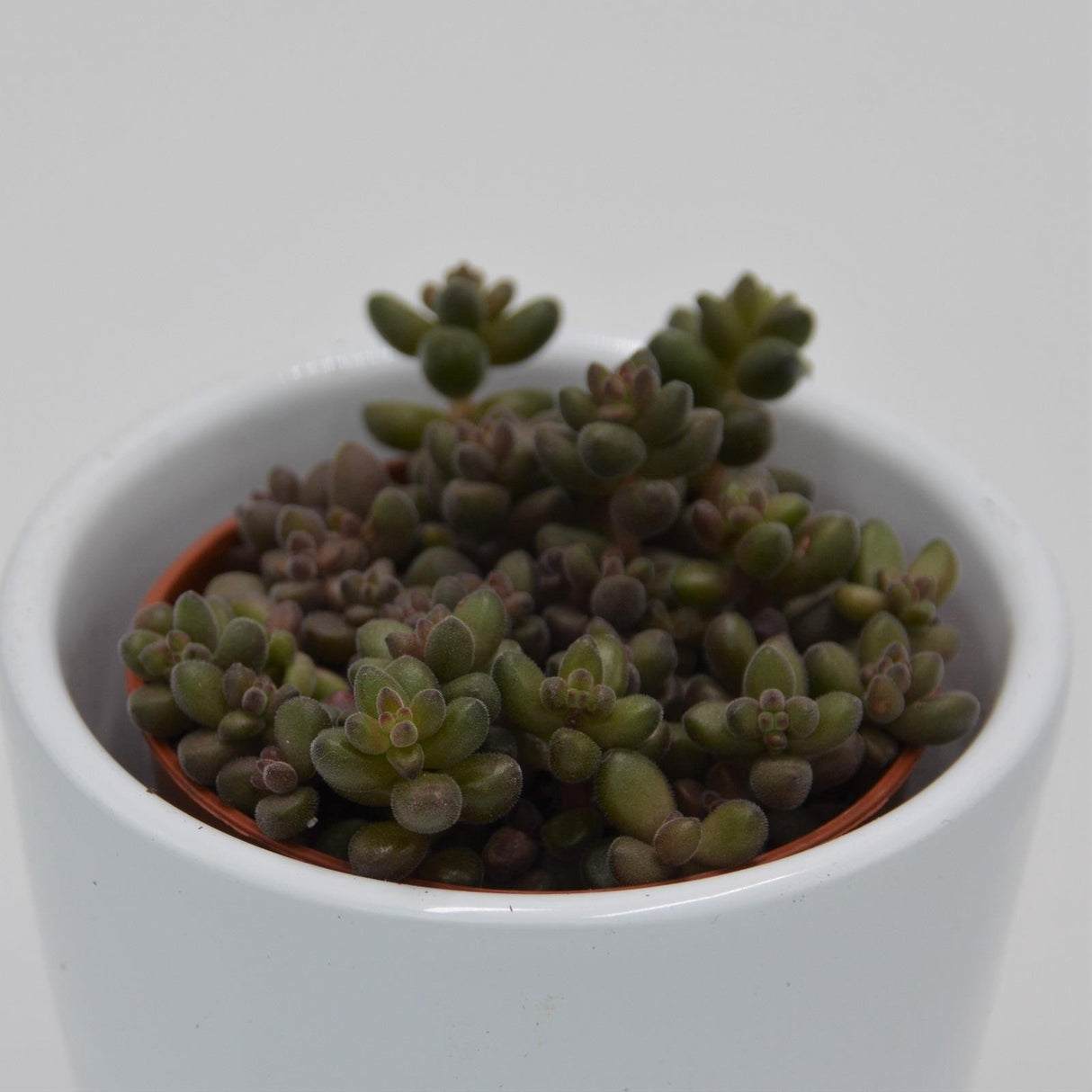 Sedum stahlii - 5.5 cm