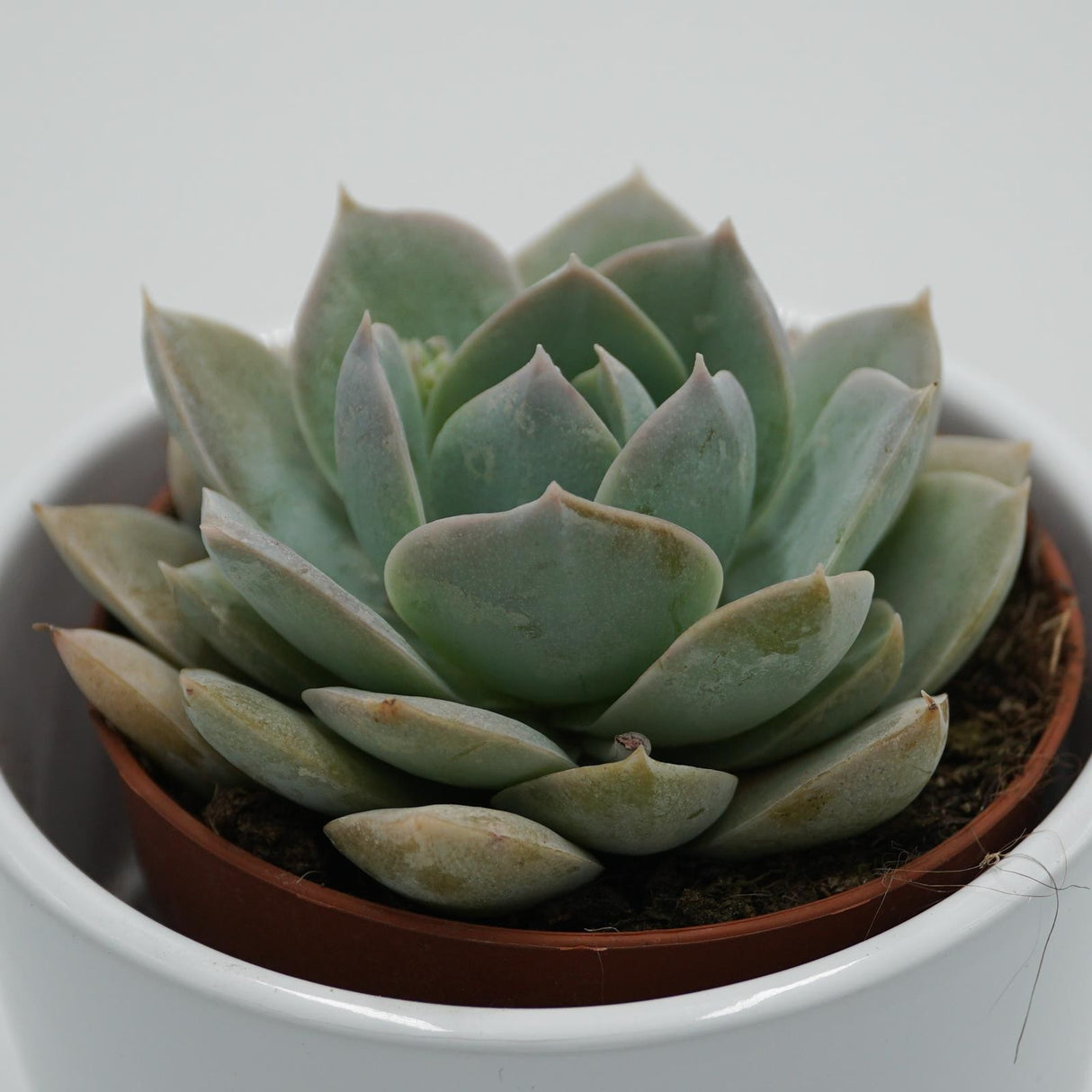 Sedum suaveolens - 8.5cm