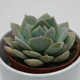 Sedum suaveolens - 8.5cm
