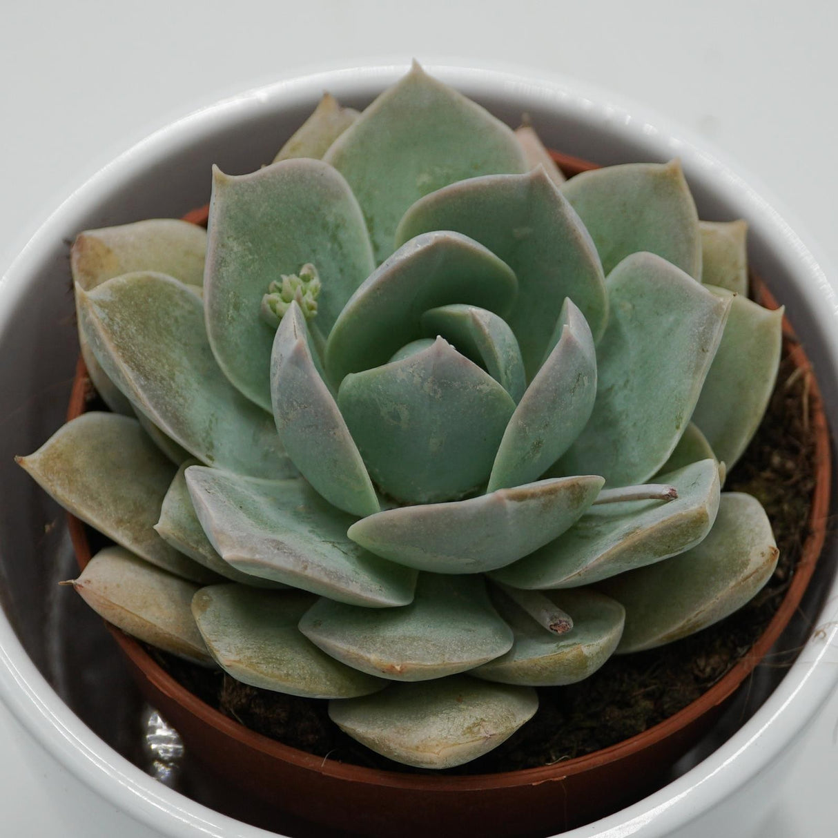 Sedum suaveolens - 8.5cm