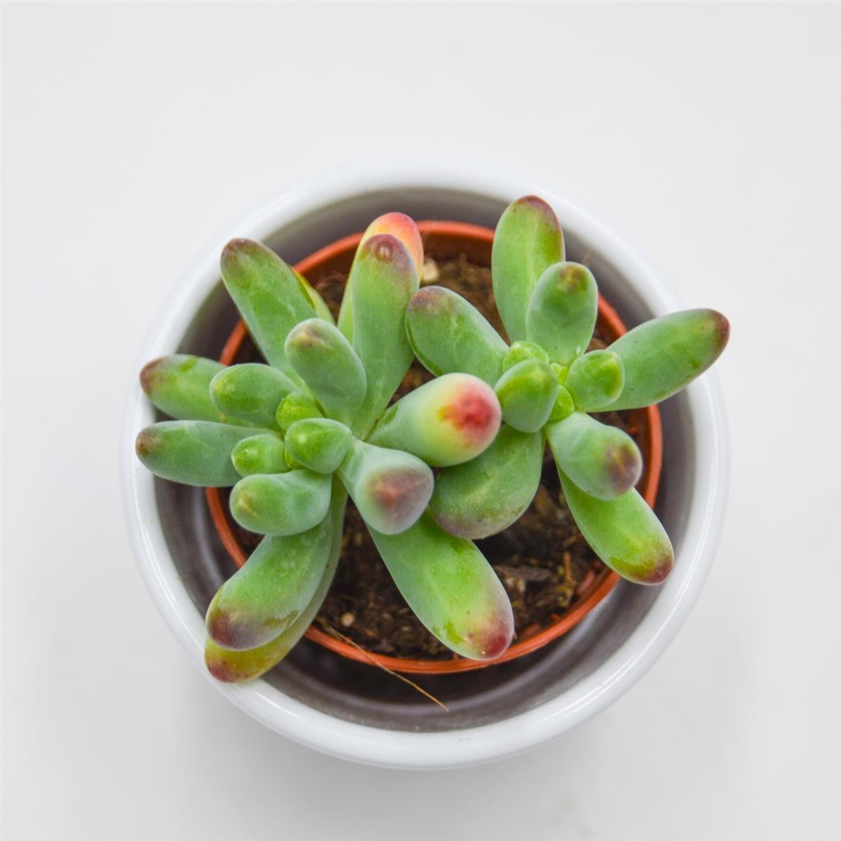 Sedum weisneus - 5.5cm