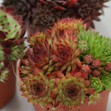 Sempervivum Mix, 3 pieces