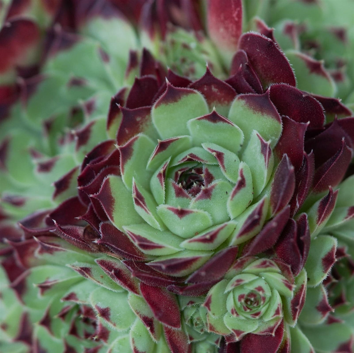 Sempervivum Mix, 3 pieces
