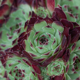 Sempervivum Mix, 3 pieces
