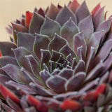 Sempervivum Mix 3 Stück