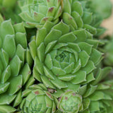 Sempervivum Mix, 3 pieces