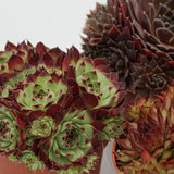 Sempervivum Mix, 3 pieces