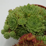 Sempervivum Mix, 3 pieces