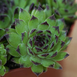 Sempervivum Mix, 3 pieces