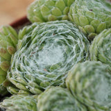 Sempervivum Mix, 3 pieces