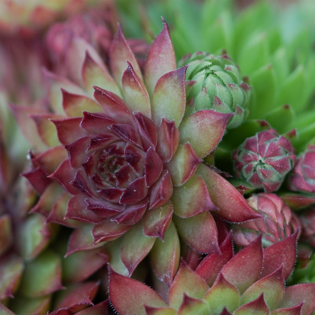 Sempervivum Mix, 3 pieces