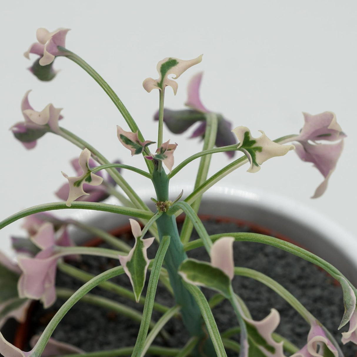 Senecio articulatus f. variegata - 8.5cm