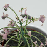 Senecio articulatus f. variegata - 8.5cm