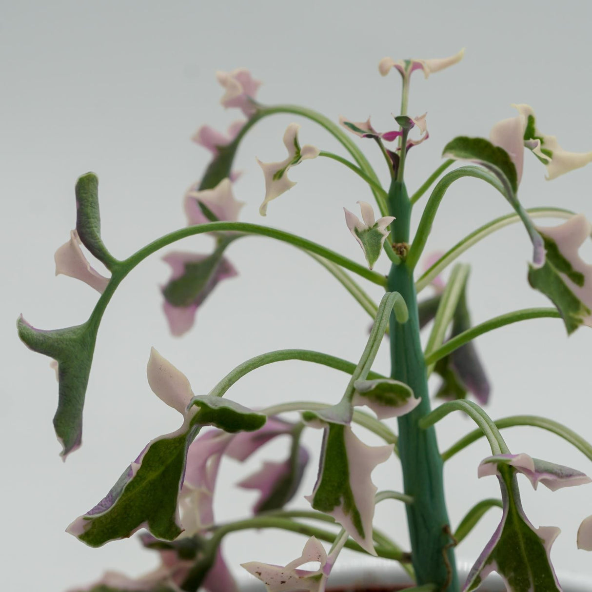 Senecio articulatus f. variegata - 8.5cm