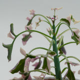 Senecio articulatus f. variegata - 8.5cm