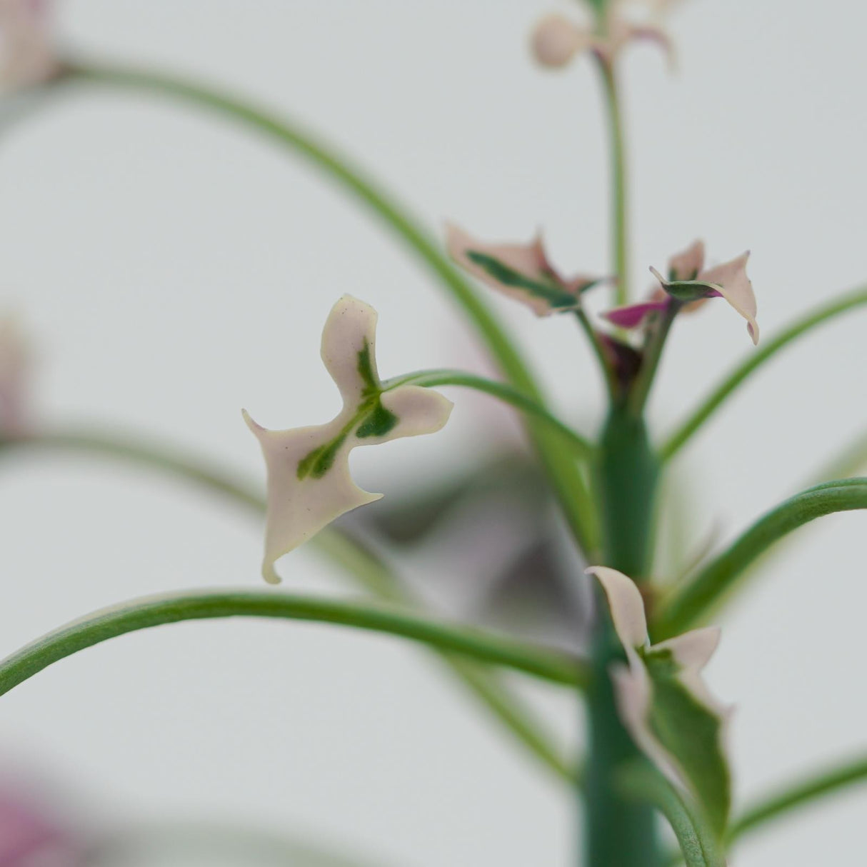Senecio articulatus f. variegata - 8.5cm
