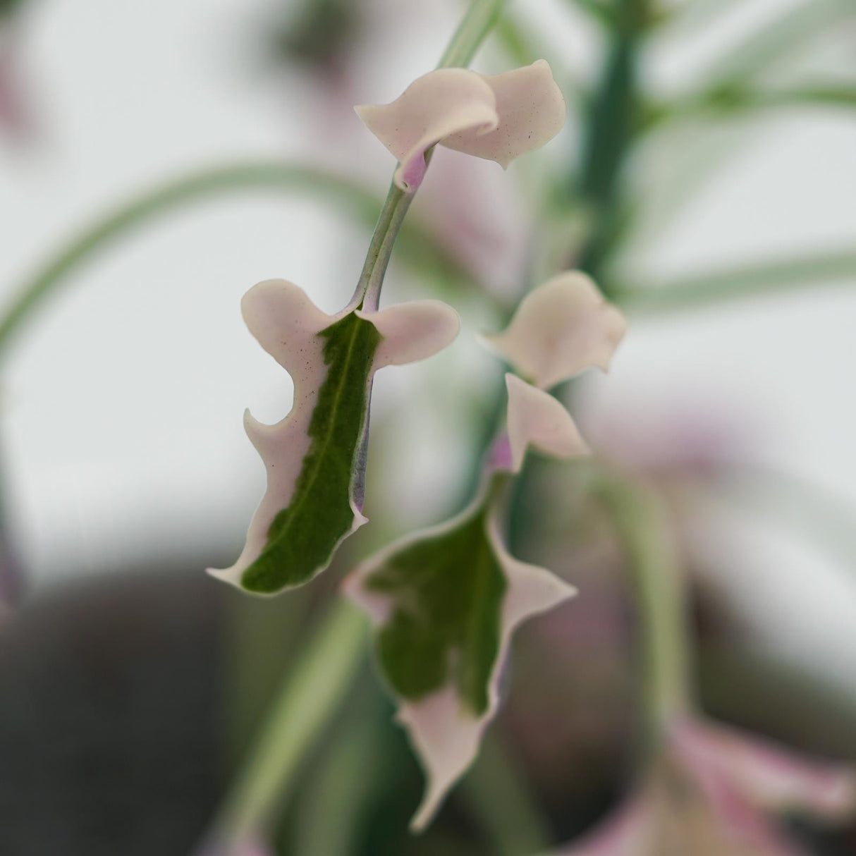 Senecio articulatus f. variegata - 8.5cm