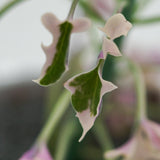 Senecio articulatus f. variegata - 8.5cm