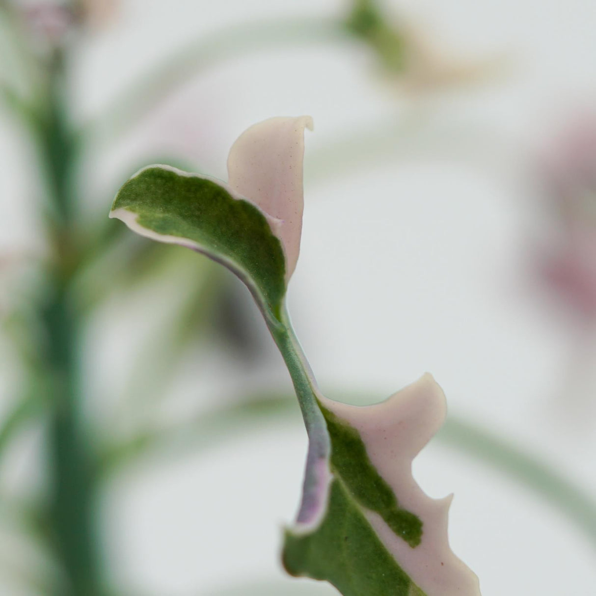 Senecio articulatus f. variegata - 8.5cm