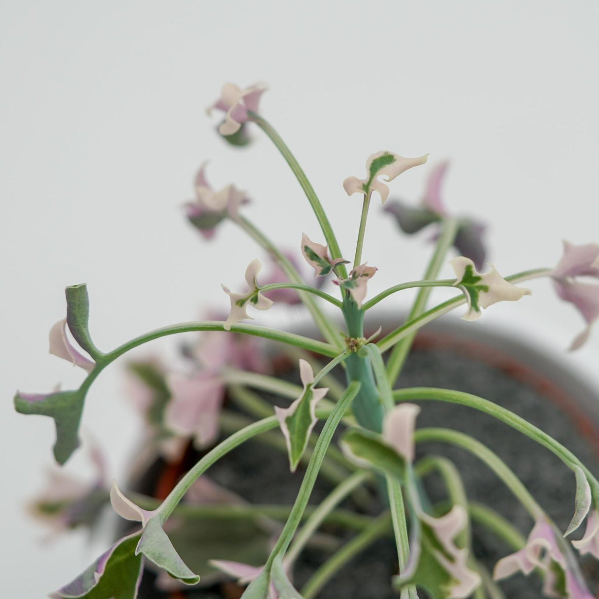 Senecio articulatus f. variegata - 8.5cm