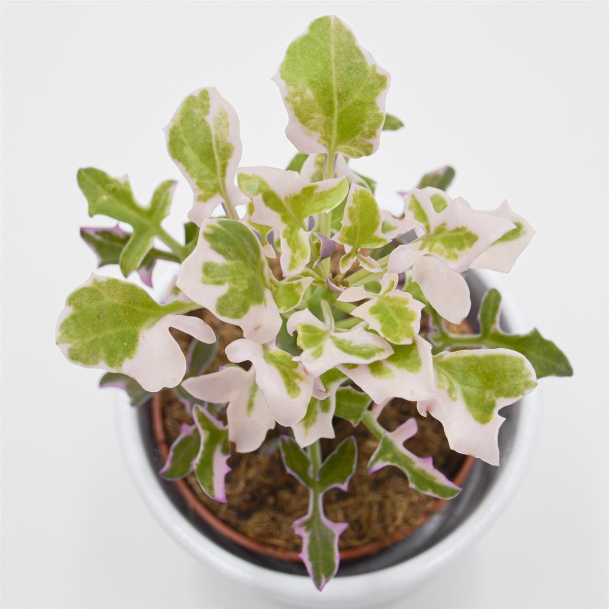 Senecio articulatus f. variegata - 8.5cm