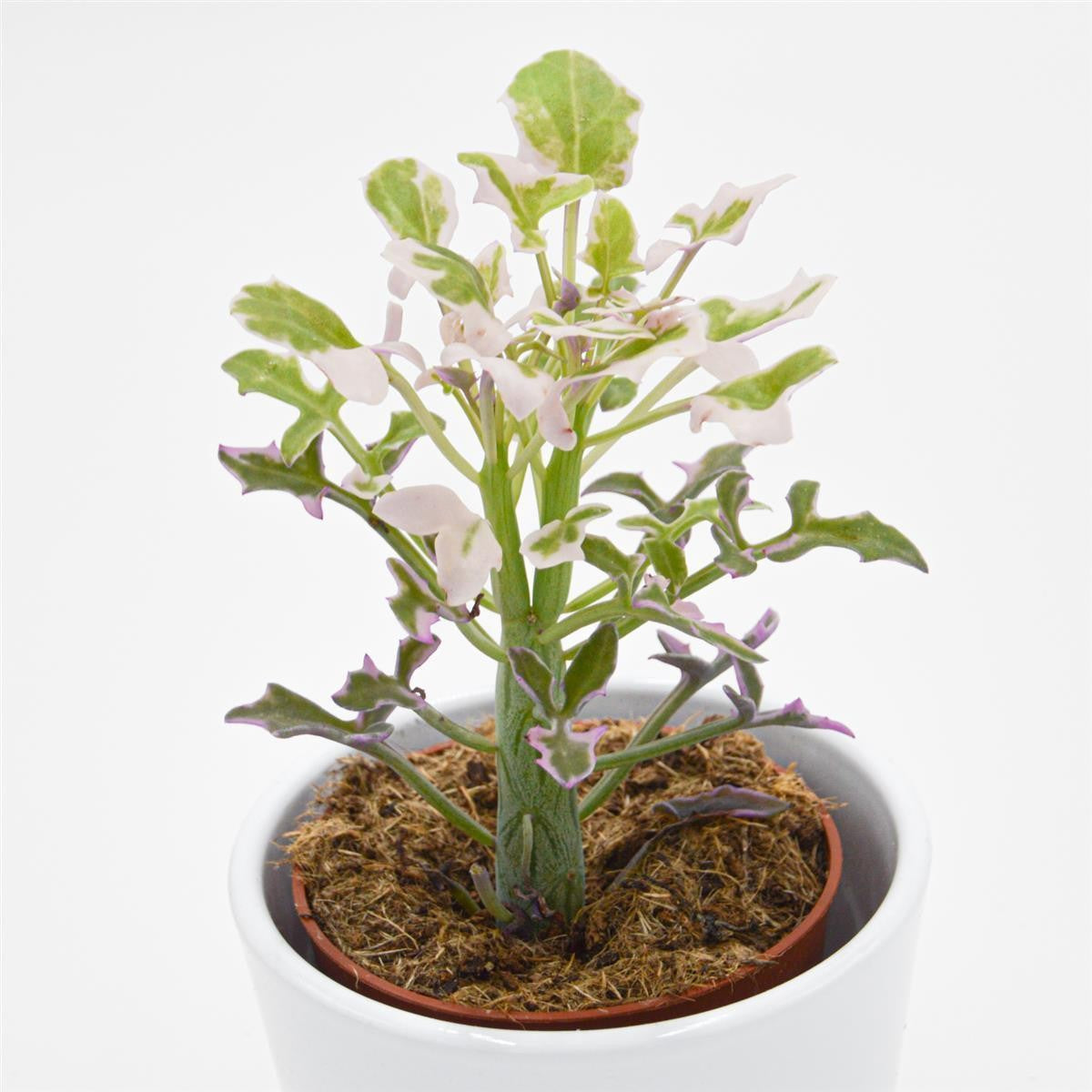Senecio articulatus f. variegata - 8.5cm