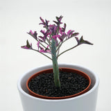 Senecio articulatus f. variegata - 8,5cm