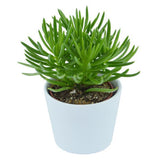 Senecio barbertonicus Himalaya - 6cm