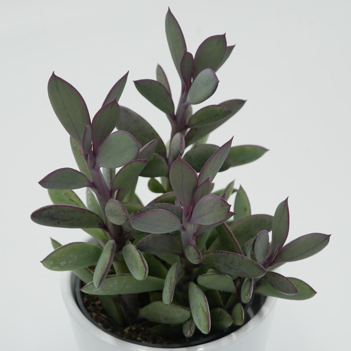 Senecio crassissimus - 8.5cm