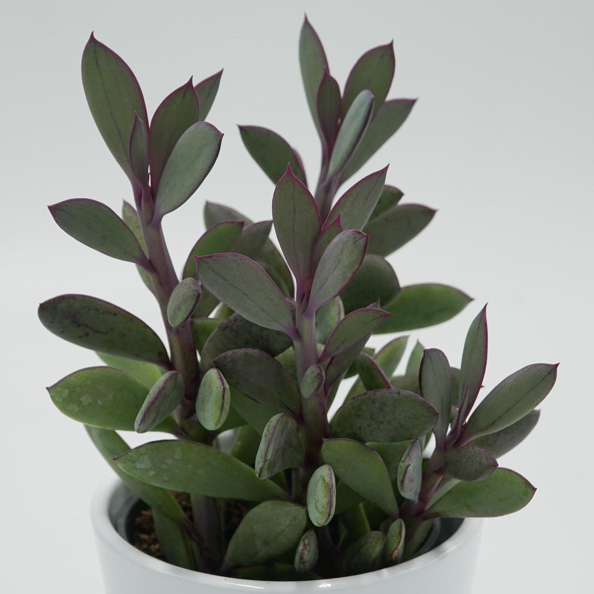 Senecio crassissimus - 8.5cm