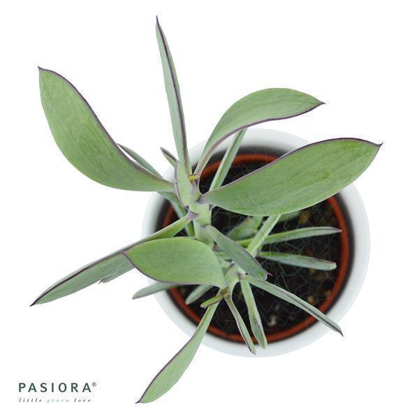 Senecio crassissimus - 6cm