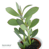 Senecio crassissimus - 6cm