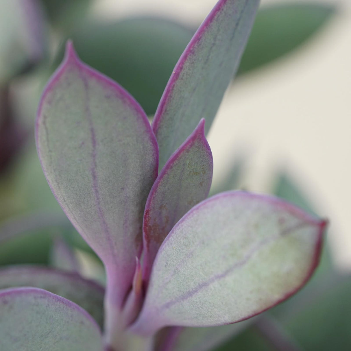 Senecio crassissimus - 8.5cm