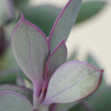 Senecio crassissimus - 8.5cm
