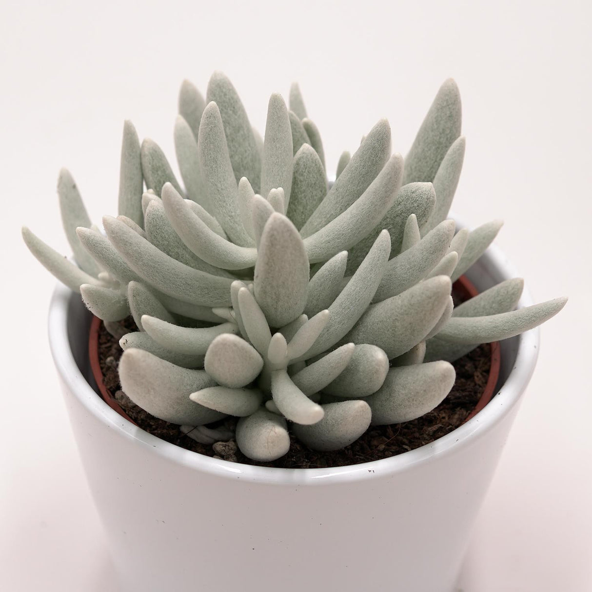 Senecio haworthii - 10.5cm