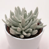 Senecio haworthii - 10.5cm
