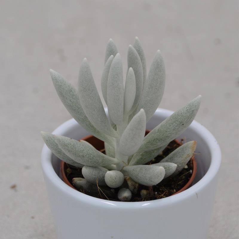 Senecio haworthii - 5.5cm