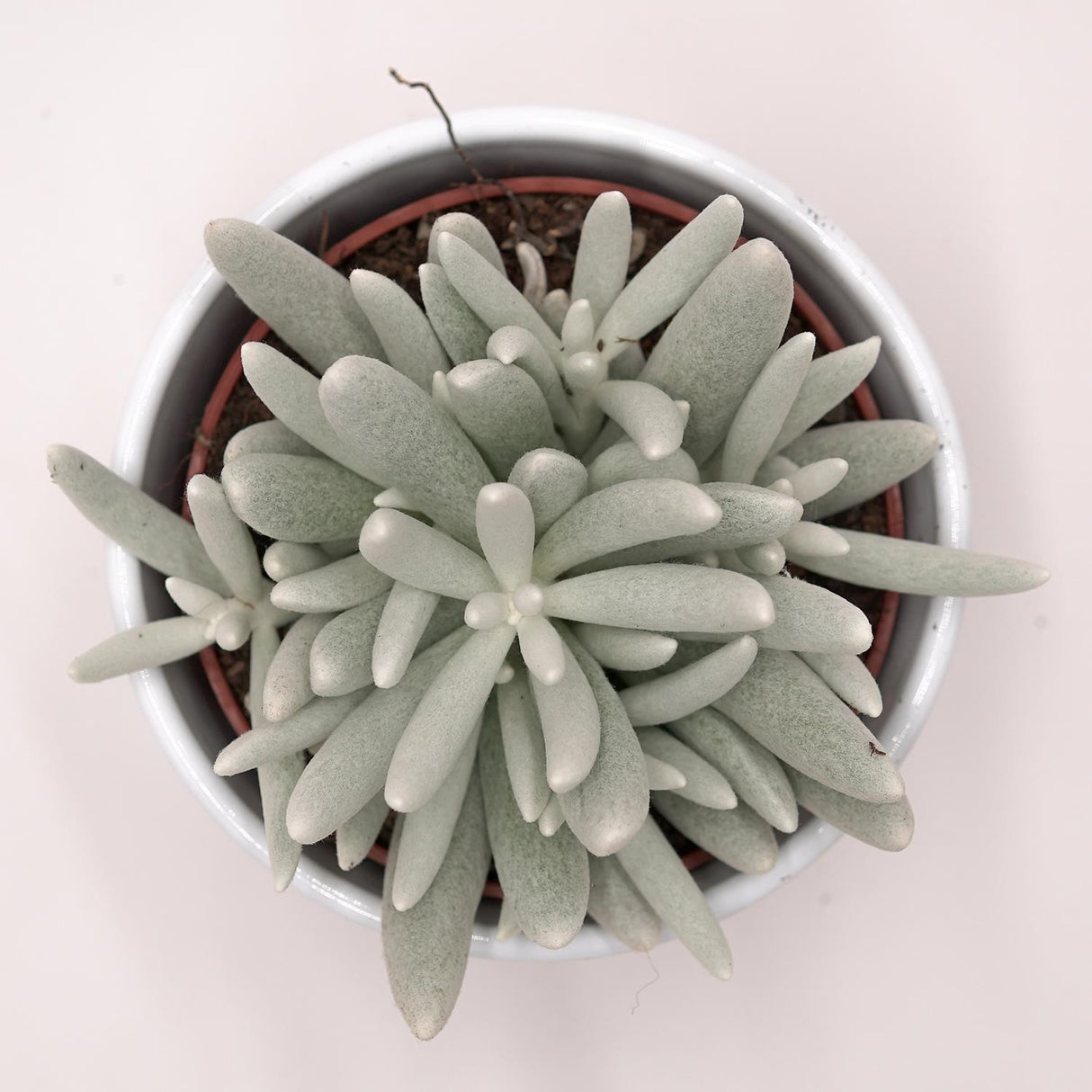 Senecio haworthii - 10.5cm
