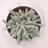 Senecio haworthii - 10.5cm