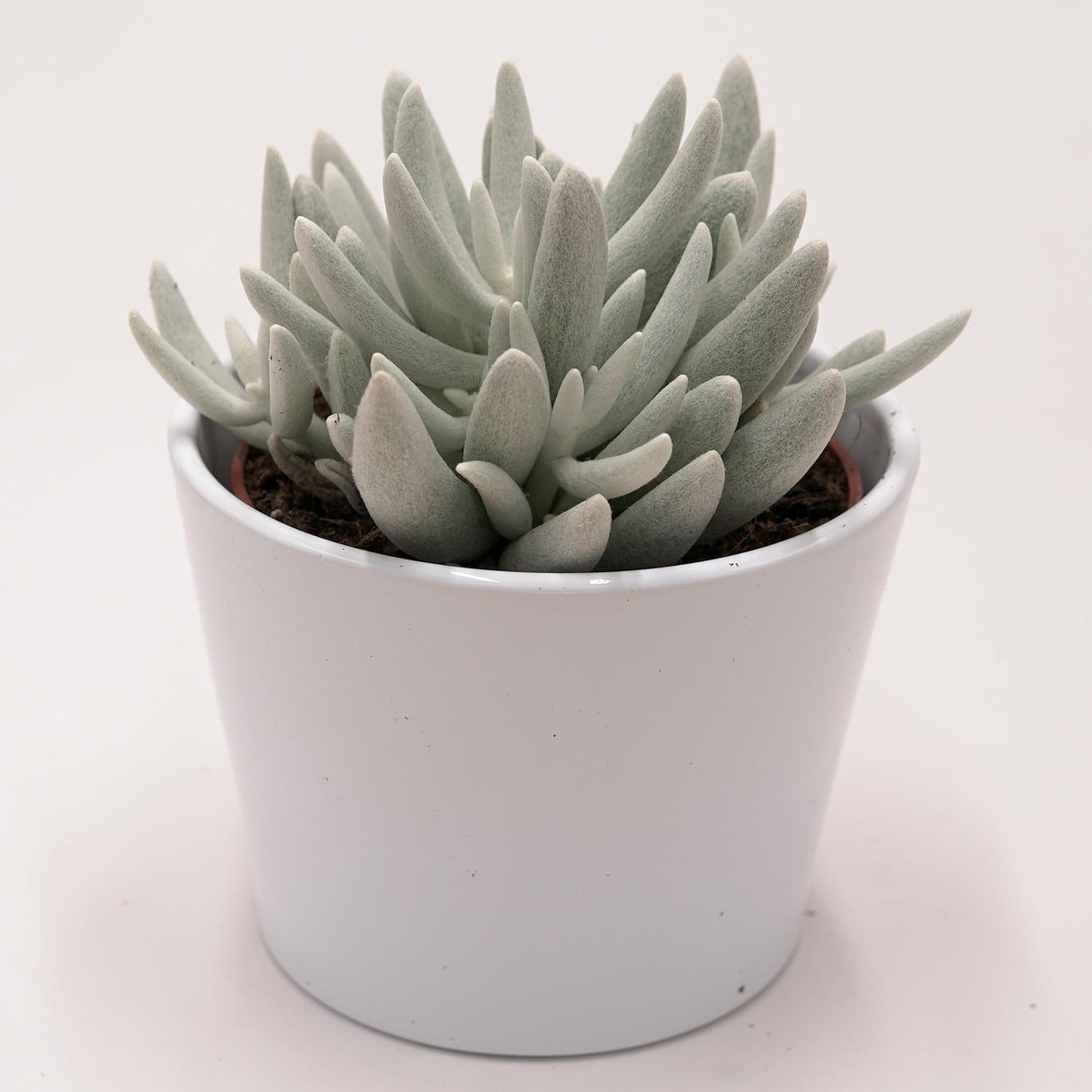 Senecio haworthii - 10.5cm