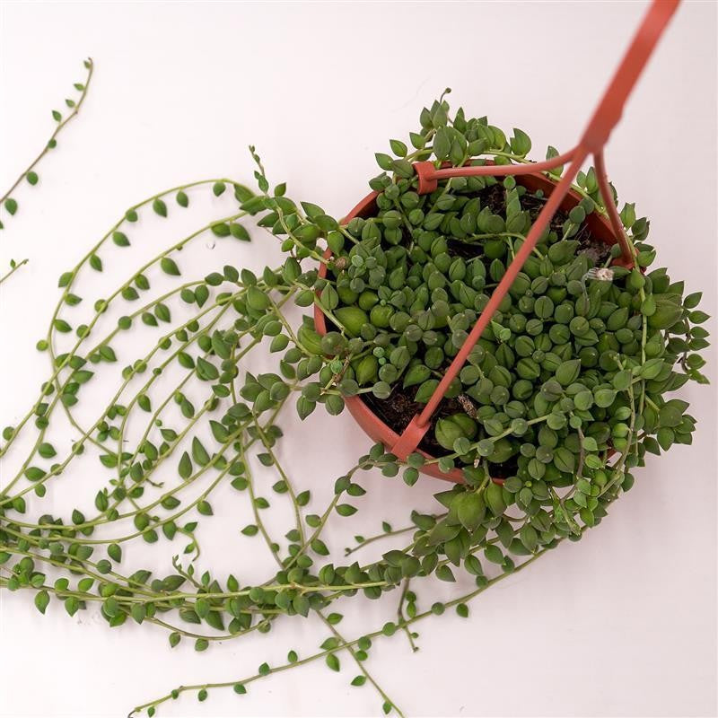 Senecio herreianus - 12cm Hanging Basket