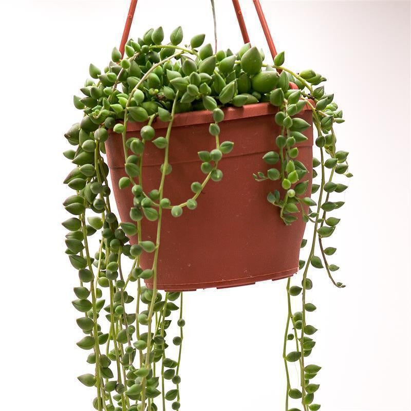 Senecio herreianus - 12cm Hanging Basket