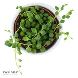 Senecio rowleyanus - 6cm