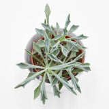 Senecio kleiniiformis - 8.5cm